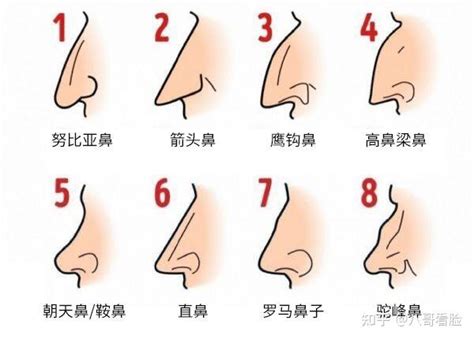 鼻子面相 男|14种鼻型图解 最全鼻子看相解读命运